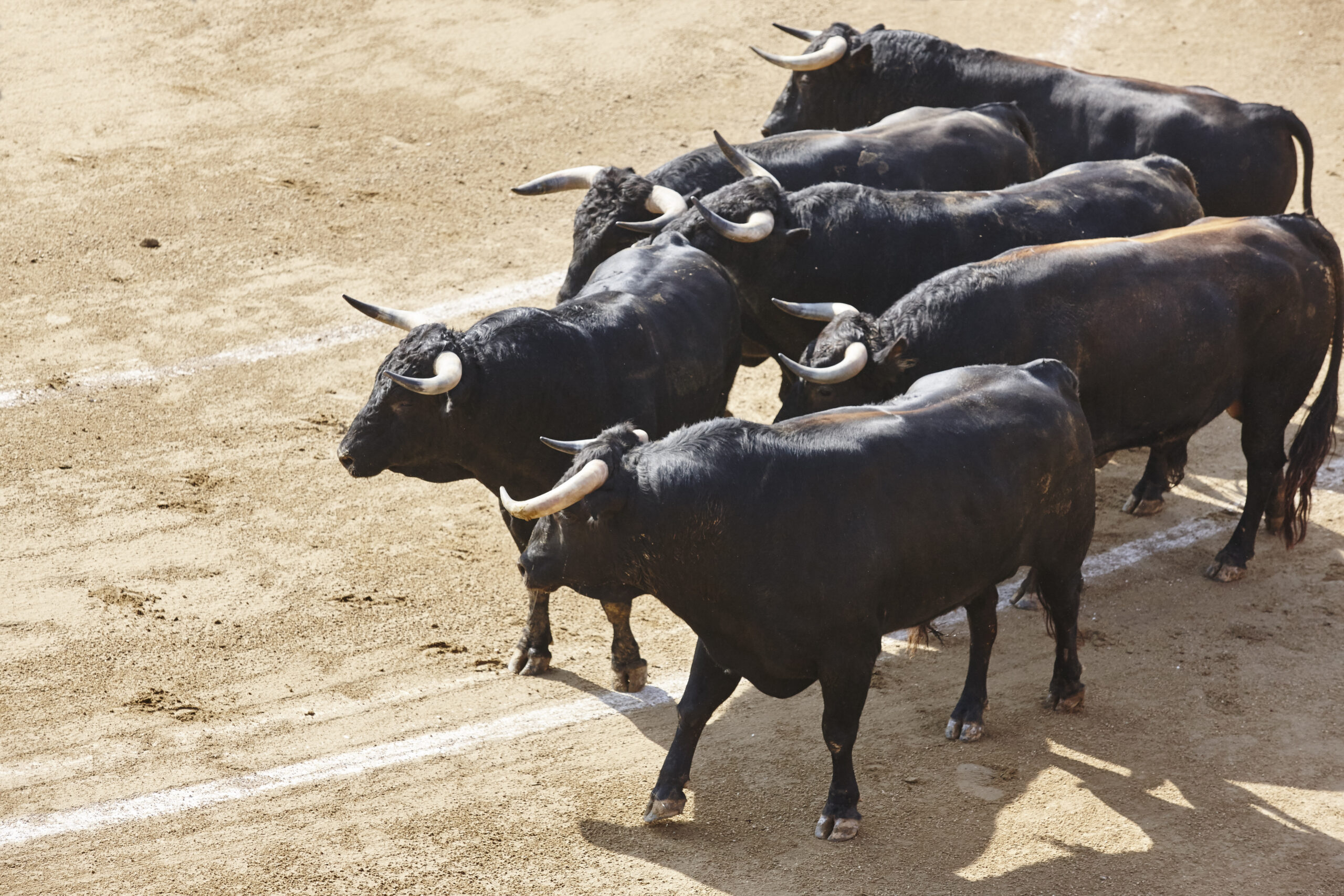 fiestas de Liétor